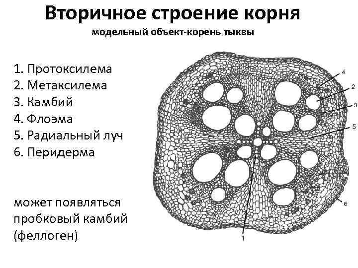 Вторичное строение корня модельный объект-корень тыквы 1. Протоксилема 2. Метаксилема 3. Камбий 4. Флоэма