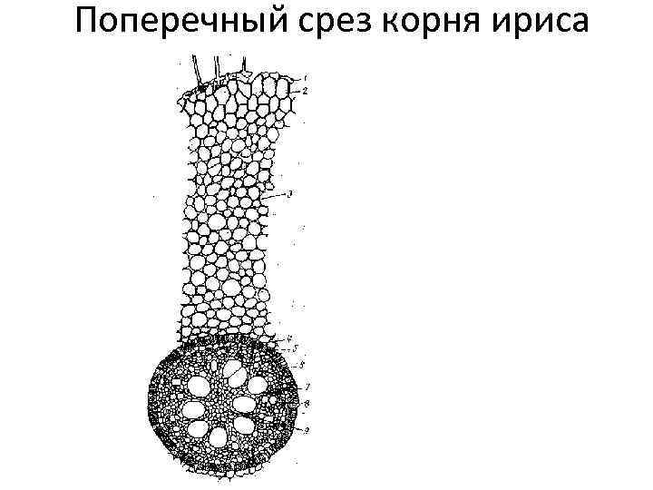 Поперечный срез корня ириса 