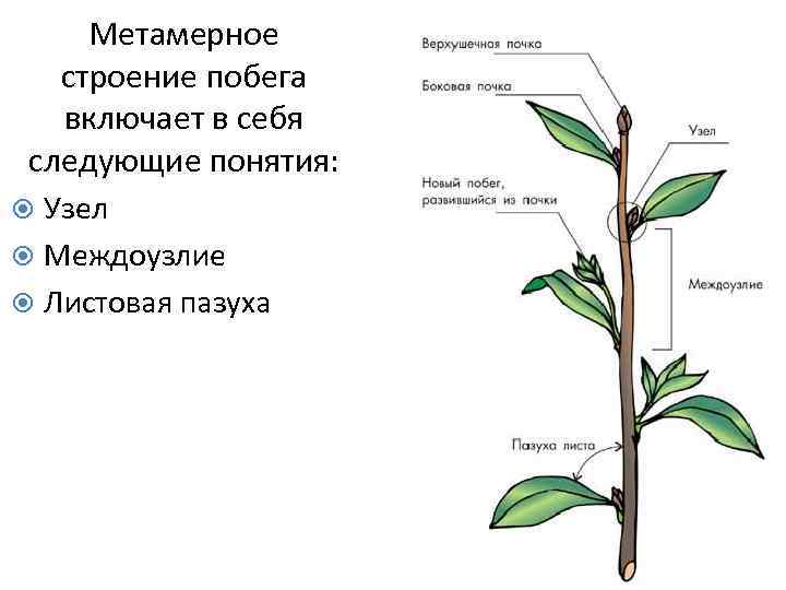 Метамерное строение побега включает в себя следующие понятия: Узел Междоузлие Листовая пазуха 