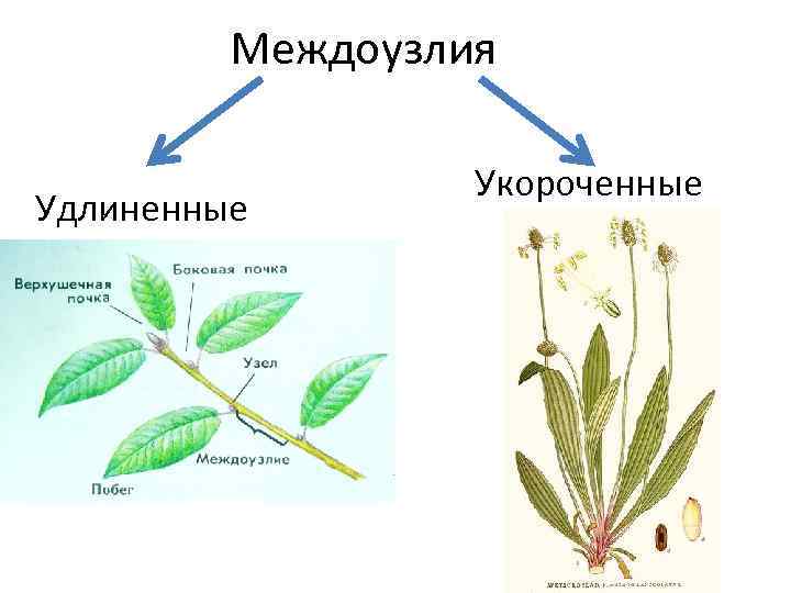 Междоузлия Удлиненные Укороченные 