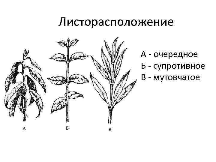 Листорасположение А - очередное Б - супротивное В - мутовчатое 