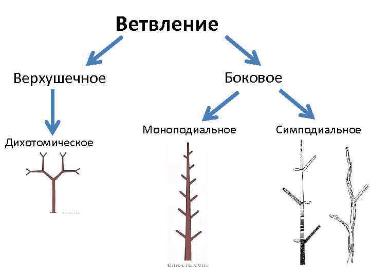 Ветвление Верхушечное Дихотомическое Боковое Моноподиальное Симподиальное 