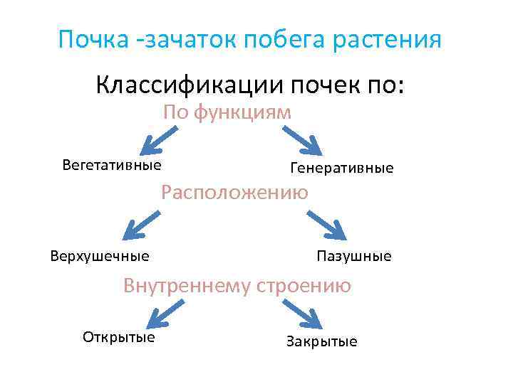 Почка -зачаток побега растения Классификации почек по: По функциям Вегетативные Генеративные Расположению Верхушечные Пазушные