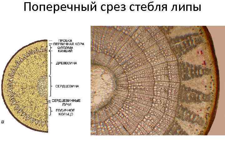 Поперечный срез стебля липы 