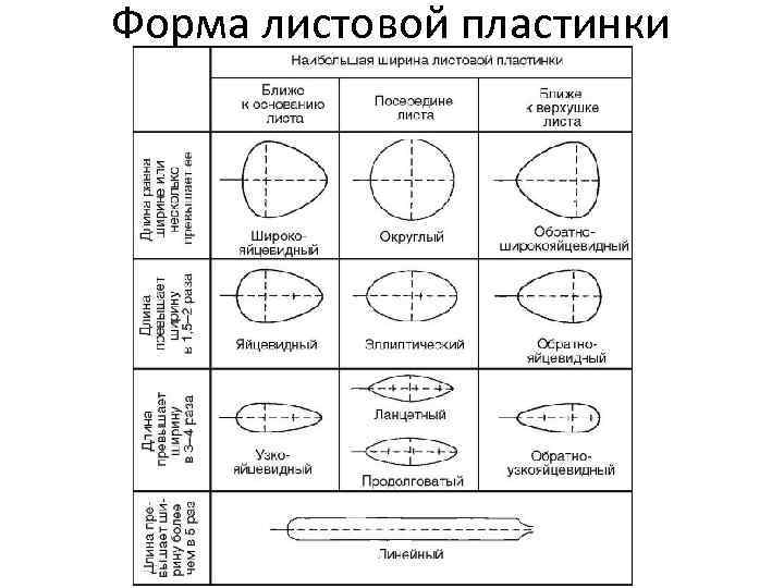 Форма листовой пластинки 