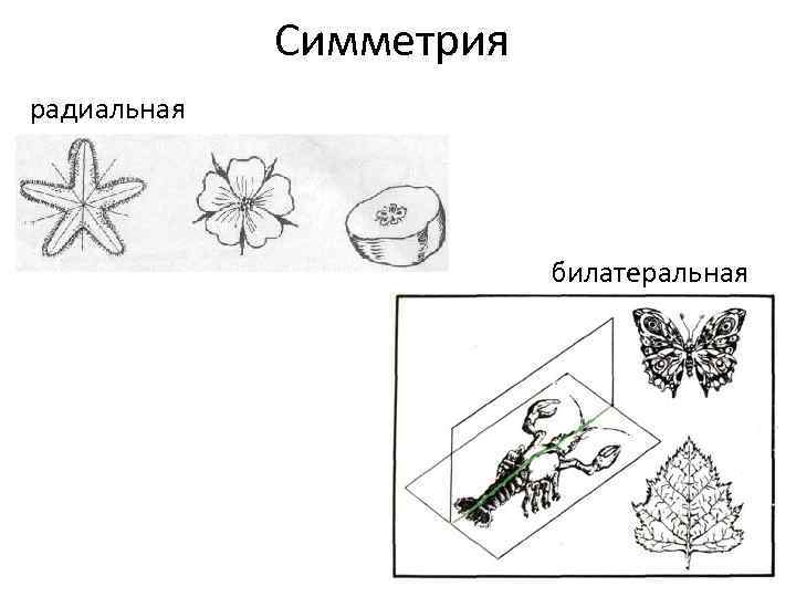 Симметрия радиальная билатеральная 