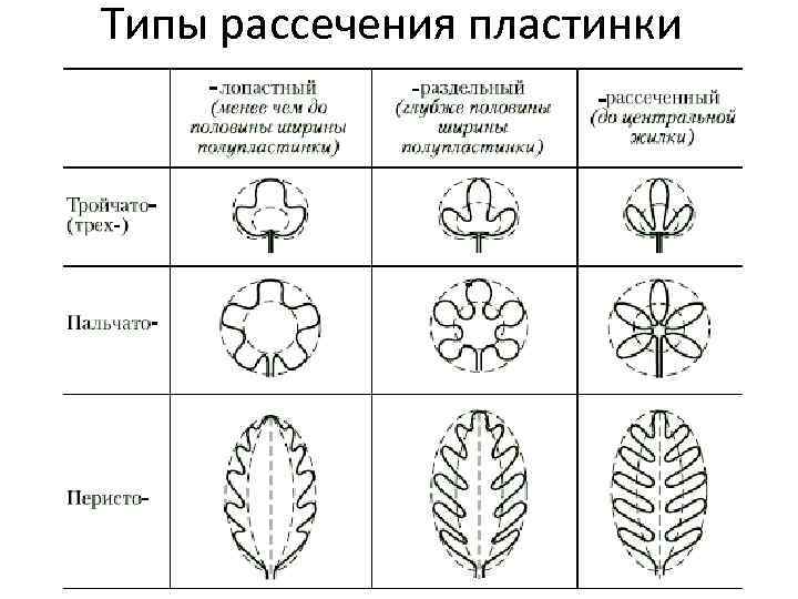 Типы рассечения пластинки 