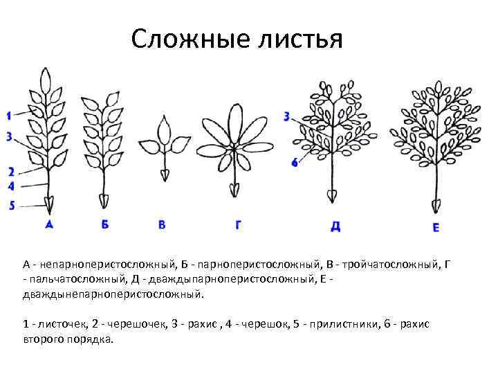 Сложные листья А - непарноперистосложный, Б - парноперистосложный, В - тройчатосложный, Г - пальчатосложный,