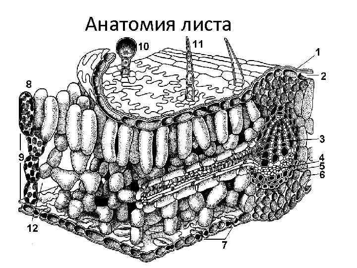 Анатомия листа 