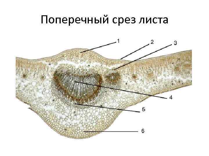 Поперечный срез листа 