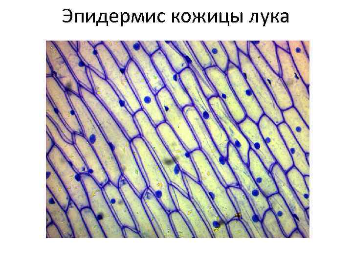 Эпидермис кожицы лука 
