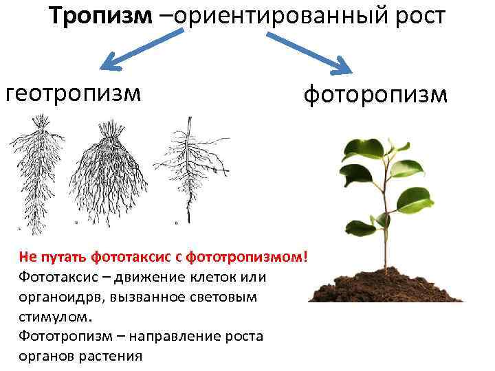 Тропизм –ориентированный рост геотропизм фоторопизм Не путать фототаксис с фототропизмом! Фототаксис – движение клеток