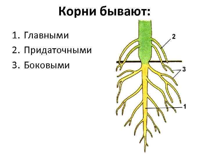 Корни бывают: 1. Главными 2. Придаточными 3. Боковыми 