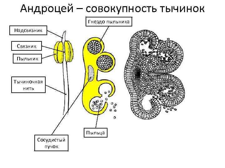 Андроцей – совокупность тычинок Гнездо пыльника Надсвязник Связник Пыльник Тычиночная нить Пыльца Сосудистый пучок