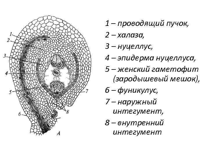 1 – проводящий пучок, 2 – халаза, 3 – нуцеллус, 4 – эпидерма нуцеллуса,