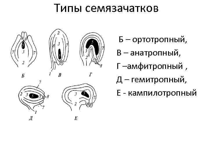 Типы семязачатков Б – ортотропный, В – анатропный, Г –амфитропный , Д – гемитропный,