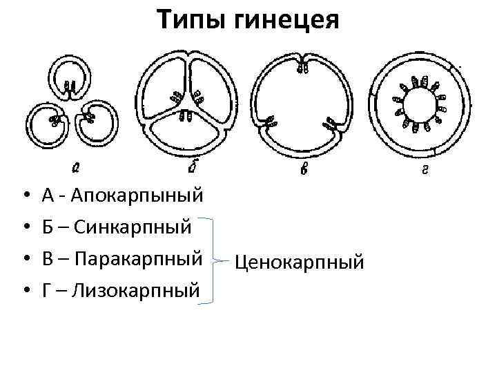 Типы гинецея • • А - Апокарпыный Б – Синкарпный В – Паракарпный Г