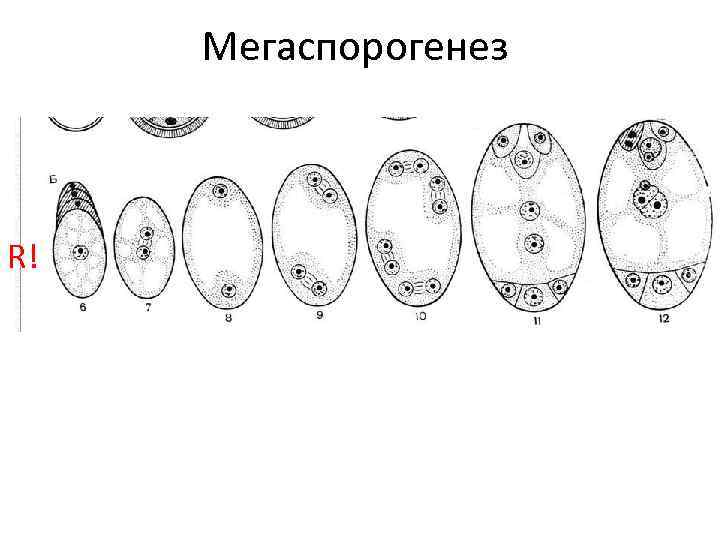 Мегаспорогенез R! 