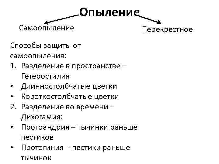 Опыление Самоопыление Способы защиты от самоопыления: 1. Разделение в пространстве – Гетеростилия • Длинностолбчатые