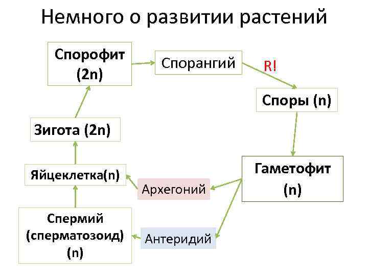 Немного о развитии растений Спорофит (2 n) Спорангий R! Споры (n) Зигота (2 n)