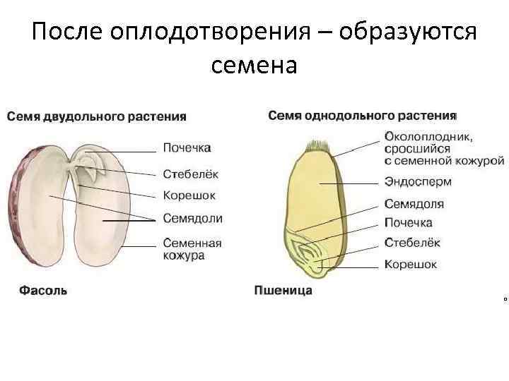 После оплодотворения – образуются семена 