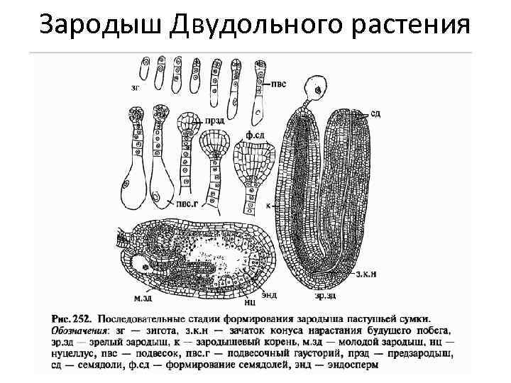 Зародыш Двудольного растения 