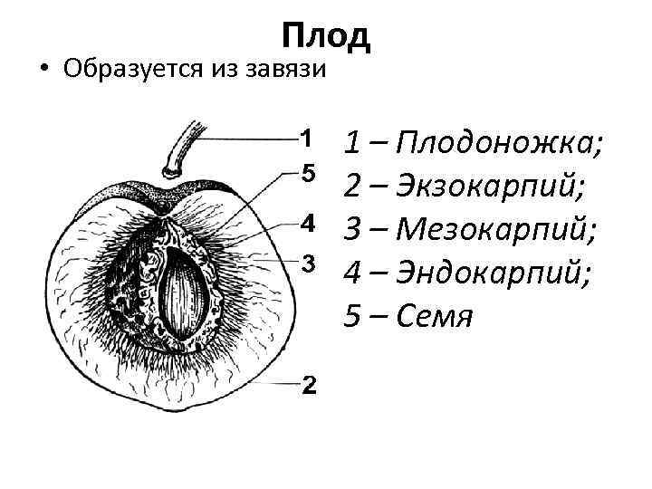 Как образуется зародыш растения 6 класс