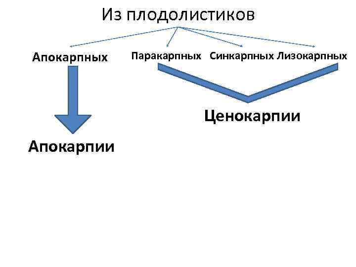 Из плодолистиков Апокарпных Паракарпных Синкарпных Лизокарпных Ценокарпии Апокарпии 