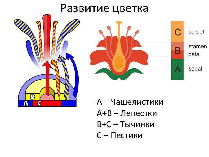 Развитие цветка А – Чашелистики А+В – Лепестки В+С – Тычинки С – Пестики