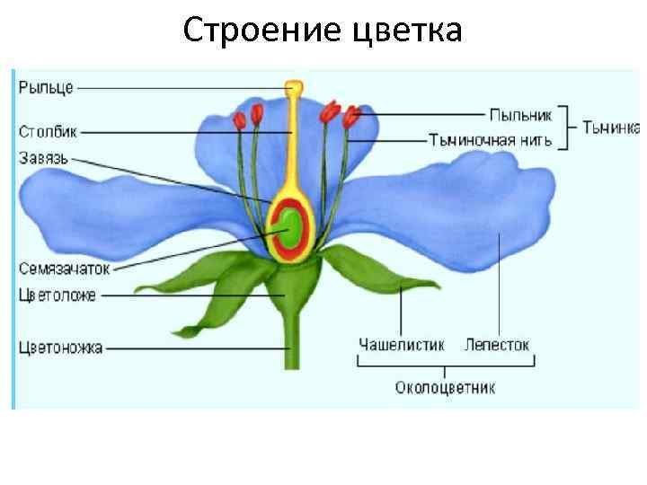 Строение цветка 