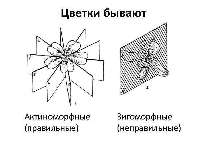 Цветки бывают Актиноморфные (правильные) Зигоморфные (неправильные) 