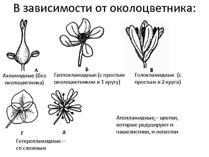 В зависимости от околоцветника: Ахламидные (без околоцветника) Гаплохламидные (с простым околоцветником в 1 кругу)