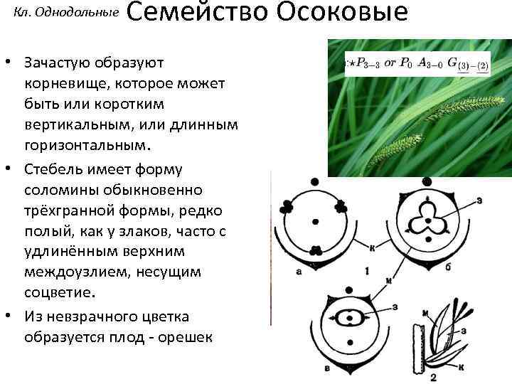 Какой признак показанный на диаграмме цветка позволяет определить