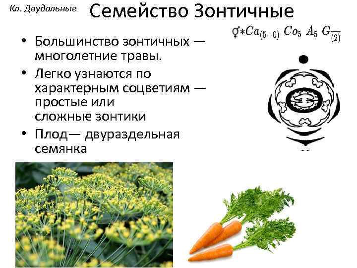 Кл. Двудольные Семейство Зонтичные • Большинство зонтичных — многолетние травы. • Легко узнаются по