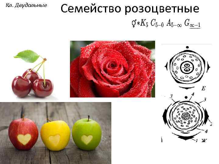 Кл. Двудольные Семейство розоцветные 