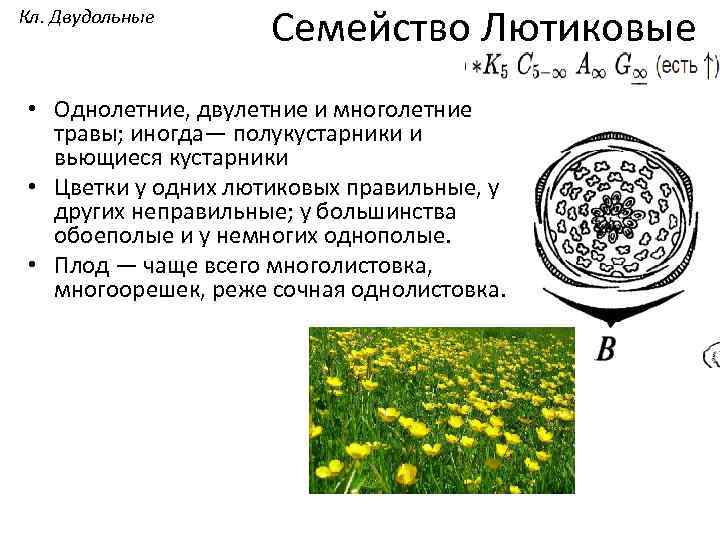 Кл. Двудольные Семейство Лютиковые • Однолетние, двулетние и многолетние травы; иногда— полукустарники и вьющиеся