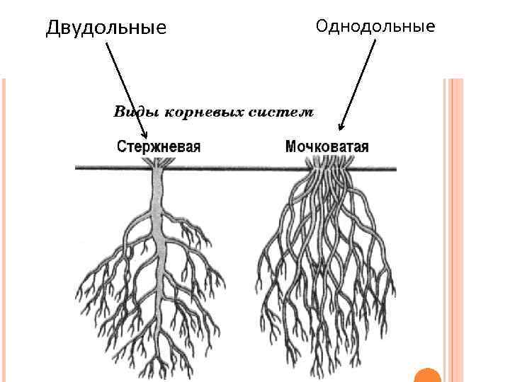 Семейства класса двудольные фото