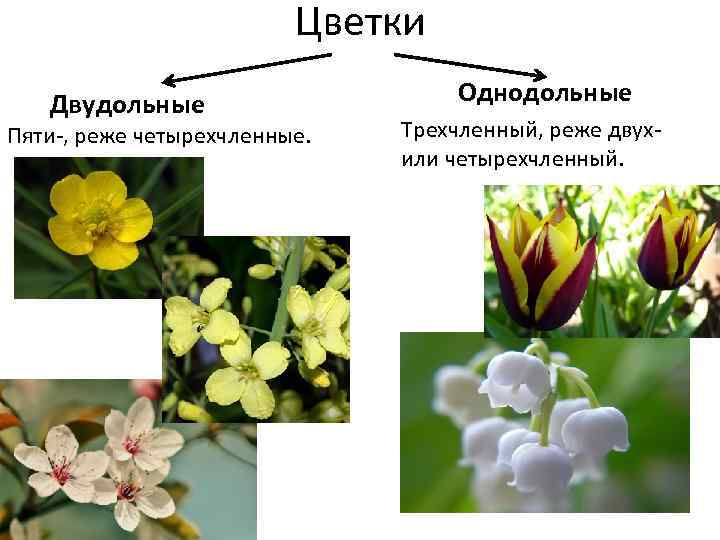 Цветки Двудольные Пяти-, реже четырехчленные. Однодольные Трехчленный, реже двух- или четырехчленный. 