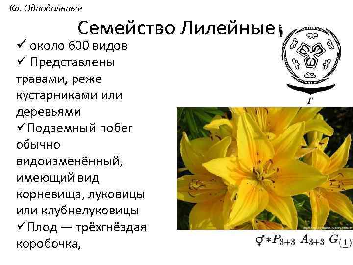 Кл. Однодольные Семейство Лилейные ü около 600 видов ü Представлены травами, реже кустарниками или