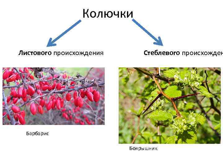 Колючки Листового происхождения Стеблевого происхожден Барбарис Боярышник 