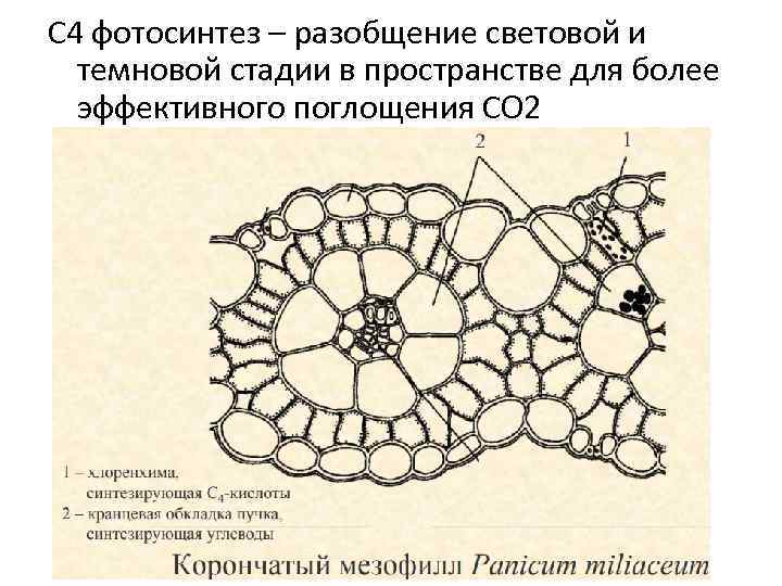 С 4 фотосинтез – разобщение световой и темновой стадии в пространстве для более эффективного