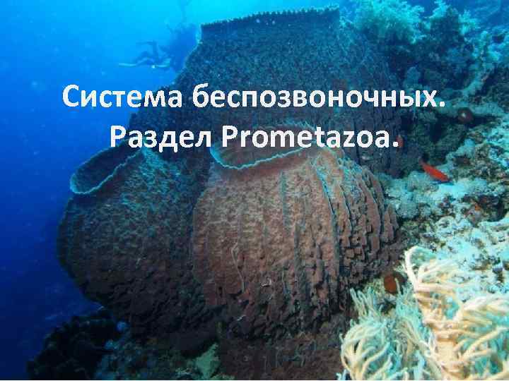 Система беспозвоночных. Раздел Prometazoa. 