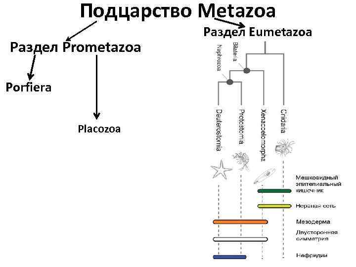 Подцарство Metazoa Раздел Prometazoa Porfiera Placozoa Раздел Eumetazoa 