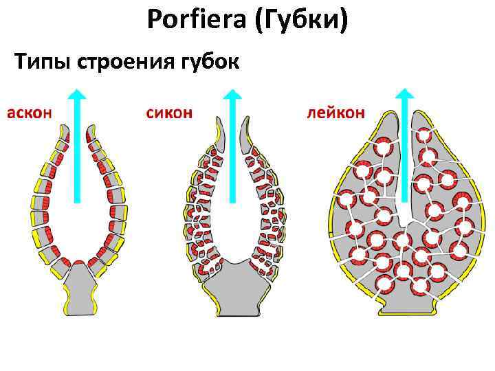 Porfiera (Губки) Типы строения губок 