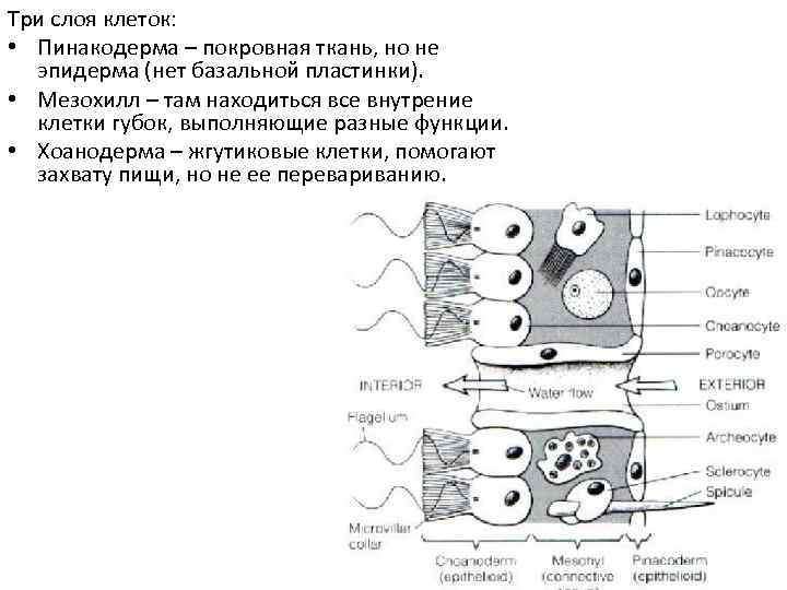 Три слоя клеток: • Пинакодерма – покровная ткань, но не эпидерма (нет базальной пластинки).