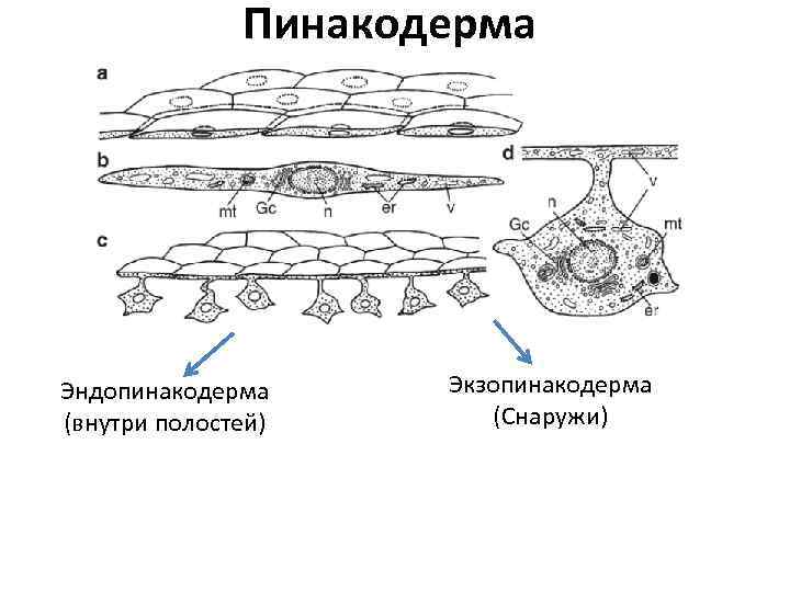 Пинакодерма Эндопинакодерма (внутри полостей) Экзопинакодерма (Снаружи) 