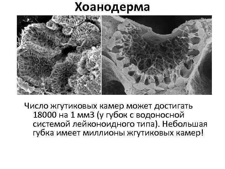 Хоанодерма Число жгутиковых камер может достигать 18000 на 1 мм 3 (у губок с