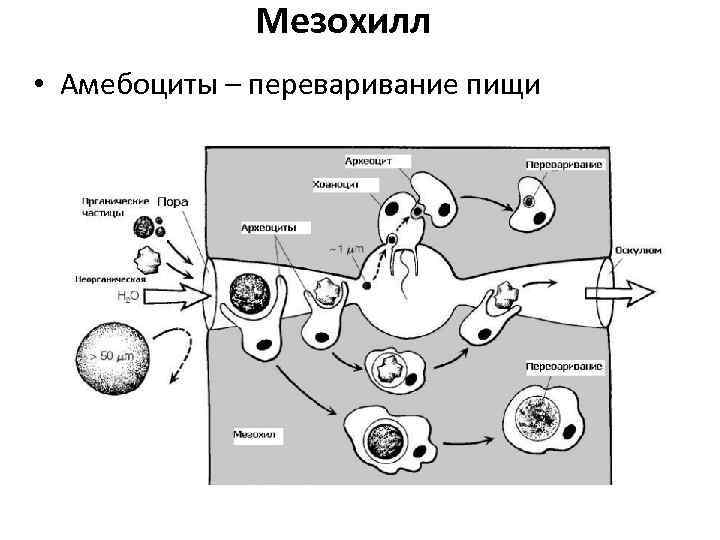 Мезохилл • Амебоциты – переваривание пищи 