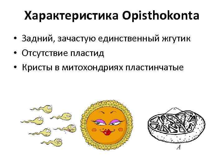 Характеристика Opisthokonta • Задний, зачастую единственный жгутик • Отсутствие пластид • Кристы в митохондриях