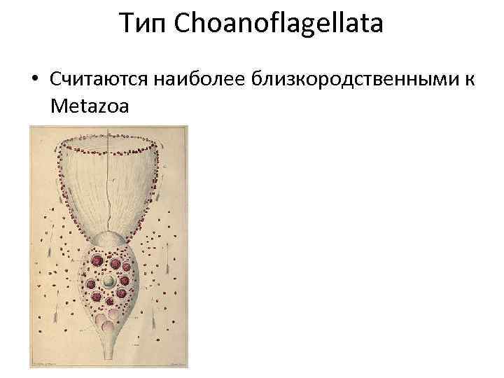 Тип Choanoflagellata • Считаются наиболее близкородственными к Metazoa 